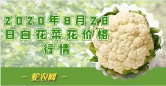 2020年8月28日白花菜花价格行情...