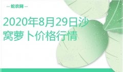 2020年8月29日沙窝萝卜价格行情...