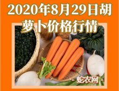 2020年8月29日胡萝卜价格行情、...