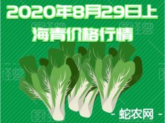 2020年8月29日上海青价格行情、...