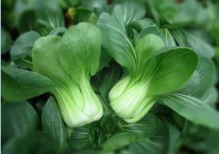 2020年8月29日青梗菜价格行情、...