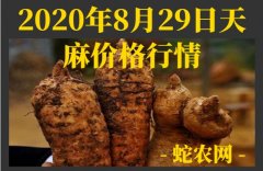2020年8月29日天麻价格行情、今...