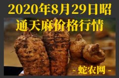 2020年8月29日昭通天麻价格行情...