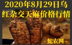 2020年8月29日乌红杂交天麻价格...