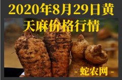 2020年8月29日黄天麻价格行情、...