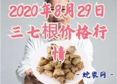 2020年8月29日三七根价格行情、...