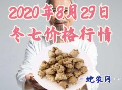 2020年8月29日冬七价格行情、今...