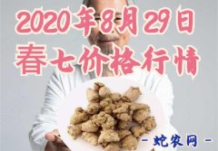 2020年8月29日春七价格行情、今...