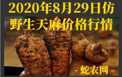 2020年8月29日仿野生天麻价格行...