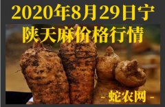 2020年8月29日宁陕天麻价格行情...