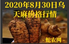 2020年8月30日乌天麻价格行情、...