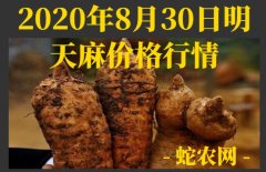 2020年8月30日明天麻价格行情、...