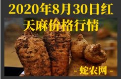 2020年8月30日红天麻价格行情、...