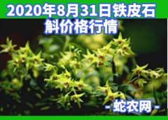 2020年8月31日铁皮石斛价格行情...