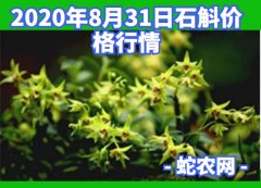 2020年8月31日石斛价格行情、今...