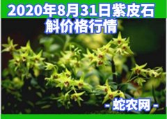 2020年8月31日紫皮石斛价格行情...