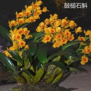 2020年8月31日鼓槌石斛价格行情...