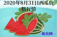2020年8月31日西瓜价格行情、今...