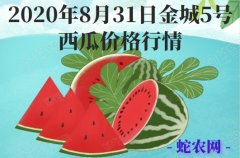 2020年8月31日金城5号西瓜价格...