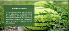 2020年8月31日硒砂瓜价格行情、...