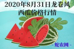 2020年8月31日龙卷风西瓜价格行...