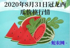 2020年8月31日冠龙西瓜价格行情...