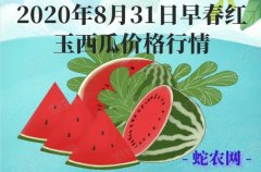 2020年8月31日早春红玉西瓜价格...
