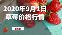 2020年9月1日草莓价格行情、今日...