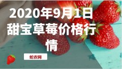 2020年9月1日甜宝草莓价格行情、...