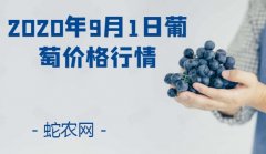 2020年9月1日葡萄价格行情、今日...