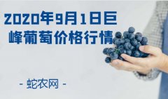 2020年9月1日巨峰葡萄价格行情、...