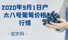 2020年9月1日户太八号葡萄价格行...