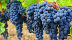 2020年9月1日酿酒葡萄价格行情、...