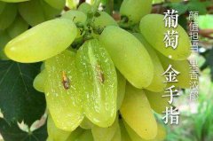 2020年9月1日金手指葡萄价格行情...