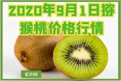 2020年9月1日猕猴桃价格行情、今...
