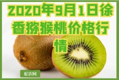 2020年9月1日徐香猕猴桃价格行情...