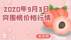 2020年9月3日突围桃价格行情、今...