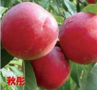 2020年9月3日秋彤桃价格行情、今...