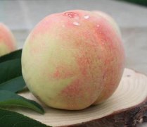 2020年9月3日阳山水蜜桃价格行情...