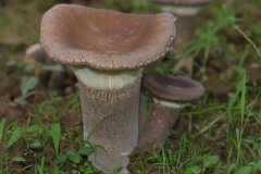 2020年9月3日虎奶菇价格行情、今...
