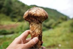 2020年9月4日松茸价格行情、今日...