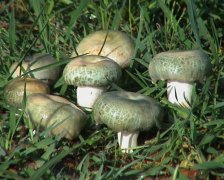 2020年9月4日野生菌价格行情、今...