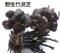 2020年9月4日竹灵芝价格行情、今...