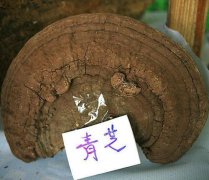2020年9月4日青灵芝价格行情、今...