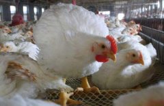 肉鸡价格下降45.4%！销售疲软还是...