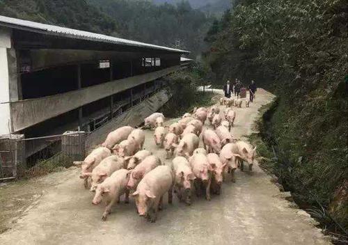 【养猪】百科知识