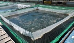 水产养殖疾病防治：河北省2020年8...