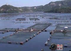 水产养殖疾病防治：河南省2020年8...