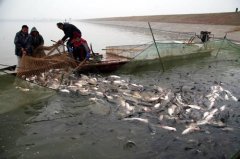 水产养殖疾病防治：湖北省2020年8...
