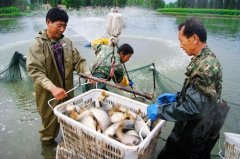水产养殖疾病防治：新疆维吾尔自治区2...